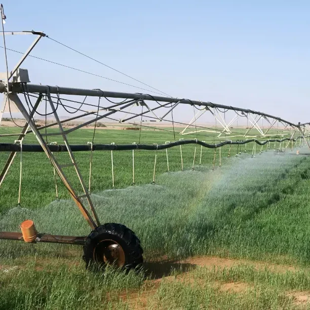 pexels-french-sweetie-427070535-27624218